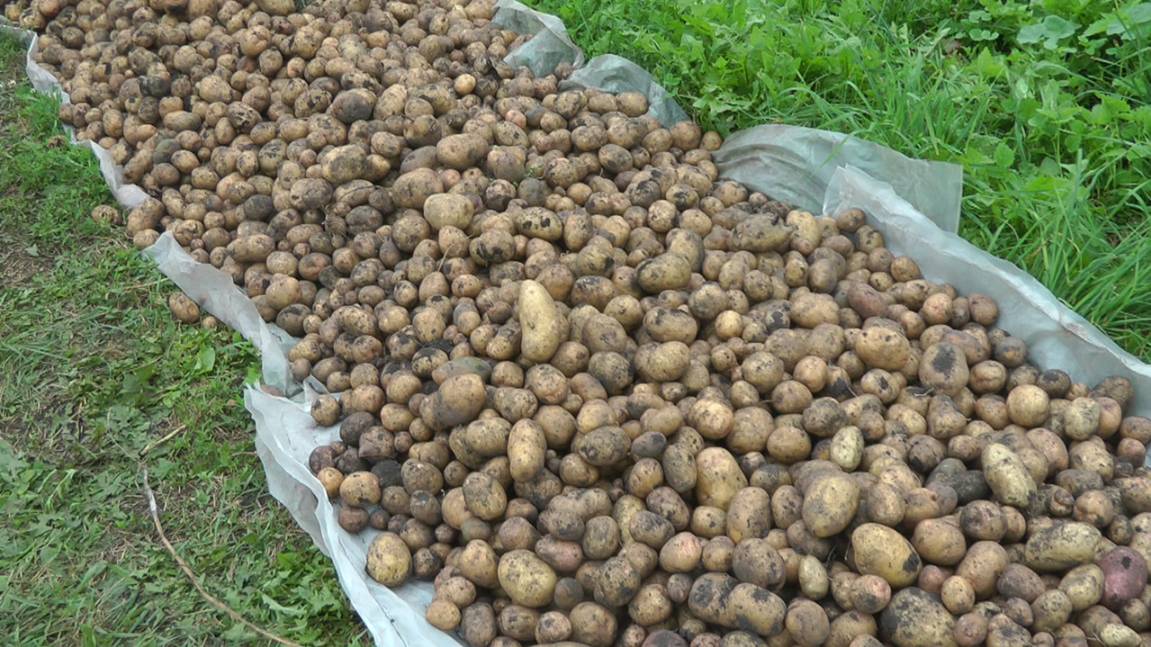 МТ-110Ока на уборке урожая.2025г.