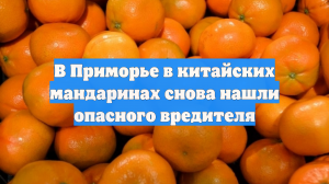 В Приморье в китайских мандаринах снова нашли опасного вредителя