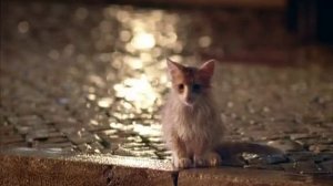 Alpen Gold Kitten