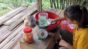 Spray video of the process of exploution forest honeyliving with nature. Ha Thi Muon