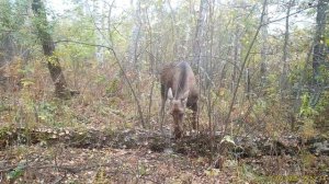 Долина Гоношихи-сентябрь2025