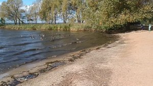 Переславль Залесский, центральный пляж, Трям и утки