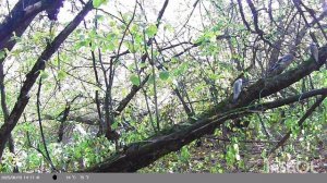 дневная жизнь