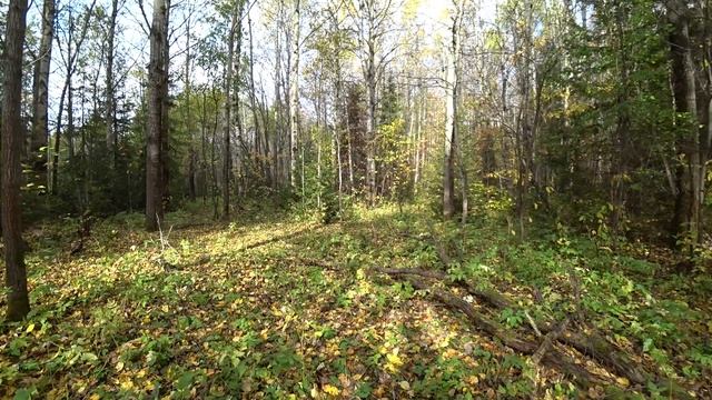 Тихая охота, в лес. Пермь, 23 сент 2025 смотреть онлайн