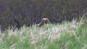 Впереди - медведь....