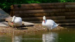 Лебеди Центрального ботанического сада.