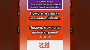 Помогите спасти собак из усыпалки Бобруйска!!!