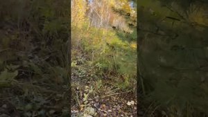Идеальный участок на земле
