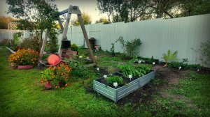 Перенесли чайную грядку.Перебираю своё богатство.Кашпо.Посадила колеусы