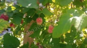 Самара., Устали собирать. Урожайность ежемалины Тайбери.