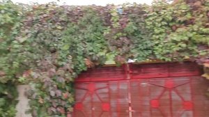 Дача 25 сентября 2025г.