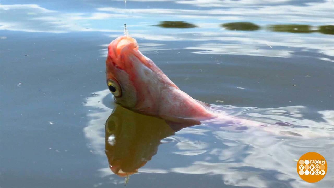 Клюет? Подсекай! Доброе утро. Фрагмент выпуска от 25.09.2025