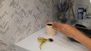 Распаковка посадка сансевиерии Сиам Голд Sansevieria Siam Gold