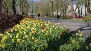 17 апреля 2025 , парк Революции , Ростов-на-Дону