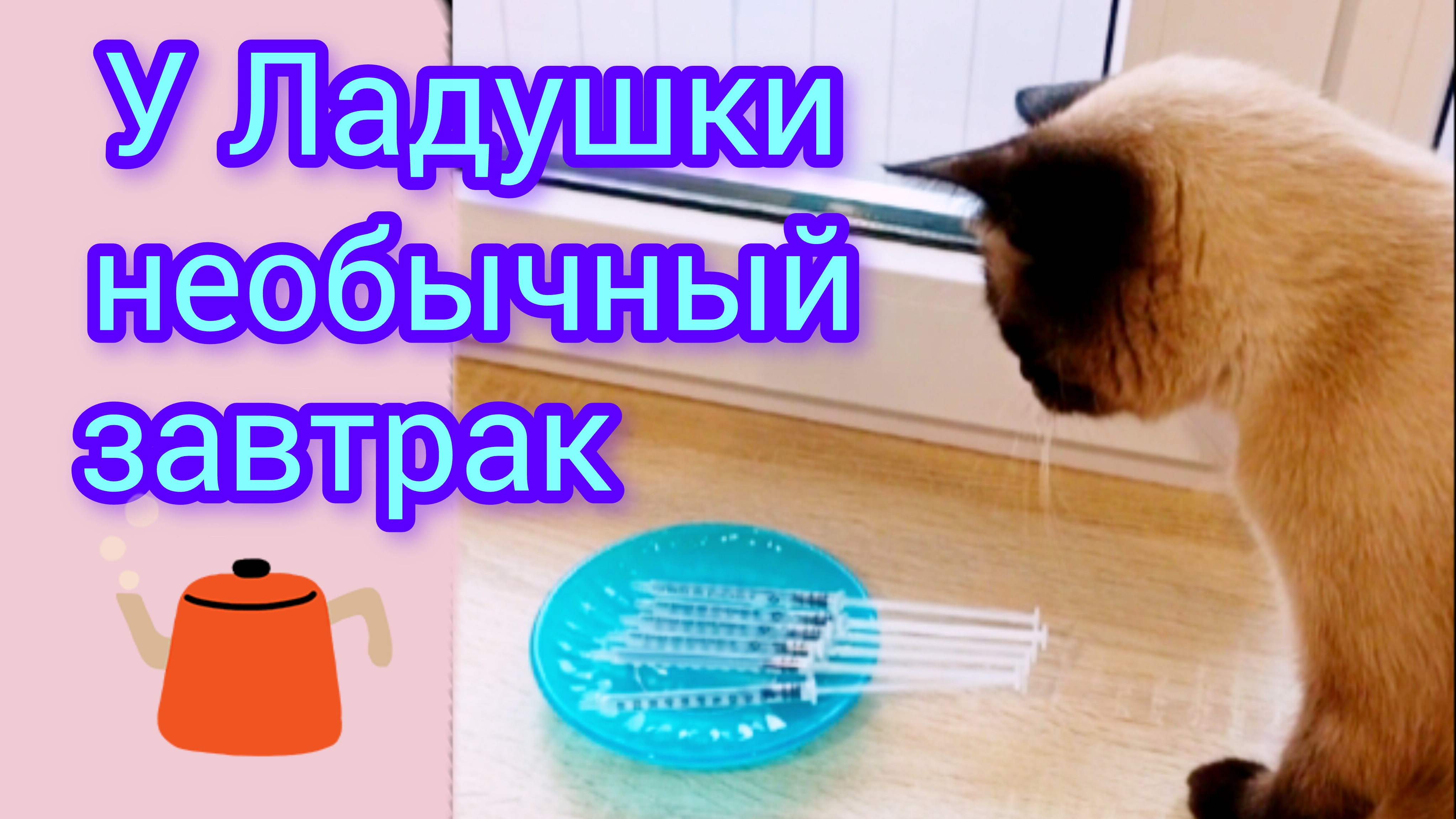 Кошка Ладушка 25-09-2025 #смешныекоты