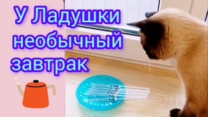 Кошка Ладушка 25-09-2025 #смешныекоты