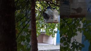 птичья карусель