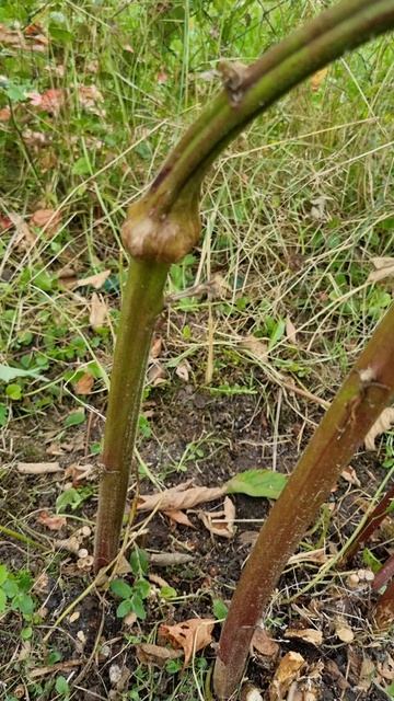 Малинная галлица на ежевике смотреть онлайн