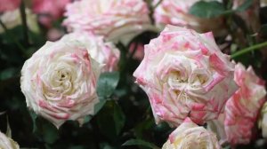 🌸Международная выставка цветов в Куньмине собрала лидеров отрасли со всего мира