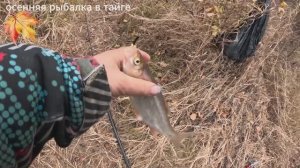Рыбалка.ОСЕНЬ ТАЕЖНАЯ РЕЧКА ,ПОЛНАЯ РЫБЫ.