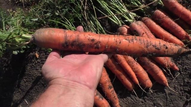 Урожай моркови