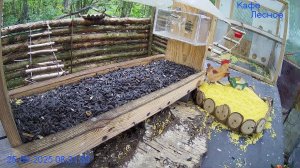 🔴24/7 Кормушка в лесу онлайн "Кафе Лесное" #Relaxing #природа #звуки леса #сентябрь