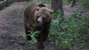 Женщина погибла в результате нападения медведя в Петропавловске-Камчатском