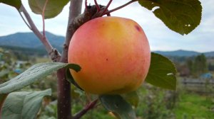 Сорт яблок Росошанское августовское