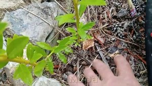 Самара. Розовая голубика. Голубика Пинк Лимонад.Голубика в средней полосе. Фазендатор.