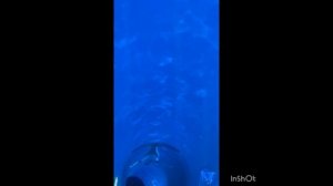 Homay премьера 2025 от Арины Яковлевой и Арины Закаловой❤️❤️🎹🎶🎵🎼