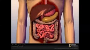 LA DISGESTION INTESTINALE