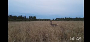 Нашёл купалку кабанов. Ищу лосей.