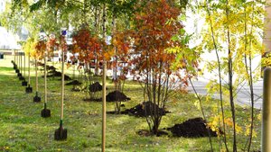 В нижневартовском парке Победы высадили рябины