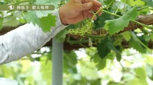 Предлагаю к просмотру фильм японских фермеров по выращиванию высококачественного винограда по высшей