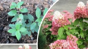 Посадка саженца гортензии метельчатой что нужно знать