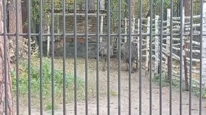 1000005967.mp4зоопарк