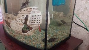 Рыбки. Аквариум. Отдых.