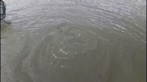 Светлые Горы Форель 25.09.2025г.