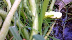 Обзор: "Гнутый" кабачок съели слизни"