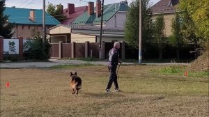 1.  выражено/перв АЙК ВОН ЮНЕС ХАУС (Хайрон из Усадьбы Будылиных – Жуолль Феррари)