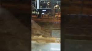 Поездки в общественном транспорте | 25-сен-2025, 6