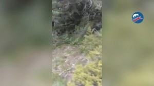 Роковая съемка: 61-летний грек снял на телефон собственную гибель от лап медведя