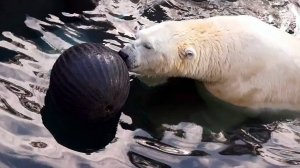 Белый медведь Кай плавая в бассейне меняет белый шар на черный, а потом снова на белый!
