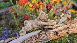 В мире животных 3.mp4