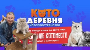 Котодеревня в ТЦ "Рио" в Ярославле на Тутаевском шоссе: обзор, отзыв, котики