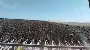 Урожай подсолнечника 🌻🌻🌻2025