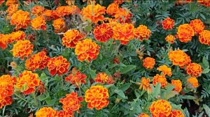 Вести с полей серия 18\\ сентябрь 2025