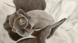 Черная Роза