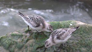 Песчанка. Перелётная птичка из арктической тундры на берегу Чёрного моря в Сочи.