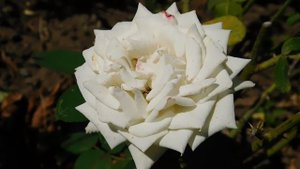 22==09==2025  ПВН  КМР   (145)